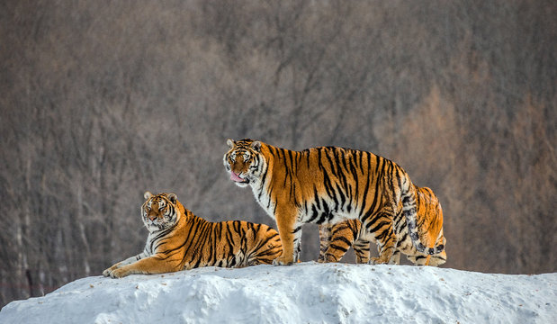 Several siberian tigers on a snowy hill against the background of winter trees. China. Harbin. Mudanjiang province. Hengdaohezi park. Siberian Tiger Park. Winter. Hard frost. (Panthera tgris altaica)