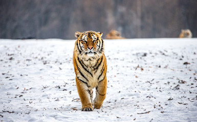 Siberian tiger walks in a snowy glade in a hard frost. Very unusual image. China. Harbin. Mudanjiang province. Hengdaohezi park. Siberian Tiger Park. Winter. (Panthera tgris altaica)