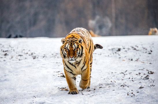 Siberian tiger walks in a snowy glade in a hard frost. Very unusual image. China. Harbin. Mudanjiang province. Hengdaohezi park. Siberian Tiger Park. Winter. (Panthera tgris altaica)