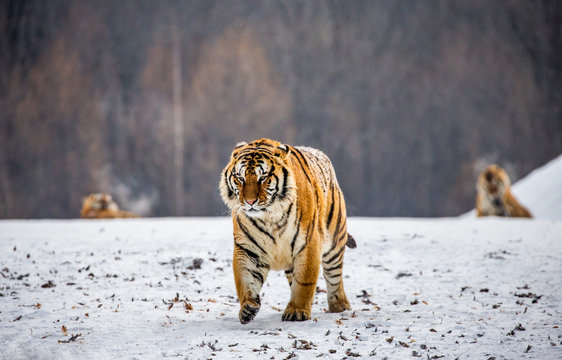 Siberian tiger walks in a snowy glade in a hard frost. Very unusual image. China. Harbin. Mudanjiang province. Hengdaohezi park. Siberian Tiger Park. Winter. (Panthera tgris altaica)