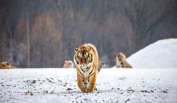 Siberian tiger walks in a snowy glade in a hard frost. Very unusual image. China. Harbin. Mudanjiang province. Hengdaohezi park. Siberian Tiger Park. Winter. (Panthera tgris altaica)