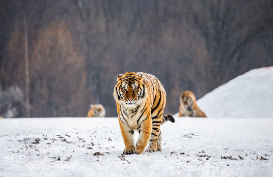 Siberian tiger walks in a snowy glade in a hard frost. Very unusual image. China. Harbin. Mudanjiang province. Hengdaohezi park. Siberian Tiger Park. Winter. (Panthera tgris altaica)