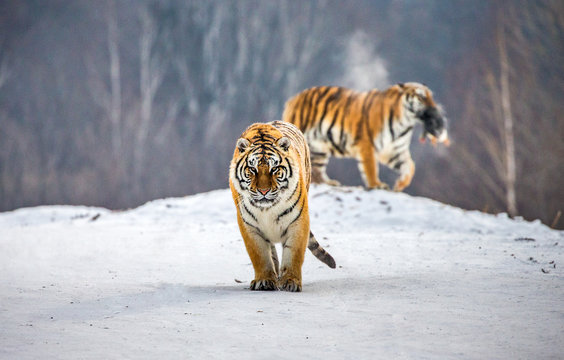 Siberian tiger walks in a snowy glade in a hard frost. Very unusual image. China. Harbin. Mudanjiang province. Hengdaohezi park. Siberian Tiger Park. Winter. (Panthera tgris altaica)