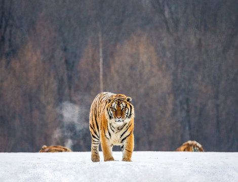 Siberian tiger walks in a snowy glade in a hard frost. Very unusual image. China. Harbin. Mudanjiang province. Hengdaohezi park. Siberian Tiger Park. Winter. (Panthera tgris altaica)