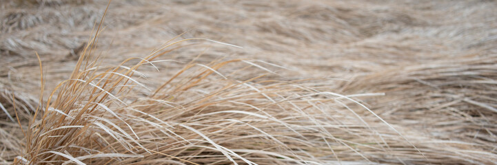 dry grass in a meadow on a foggy day, panoramic landscape. Web banner for design.