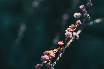 Close-up of some pink small flowers of tamarix chinensis