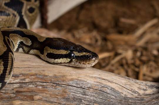 Ball Python Baskin in the Heat