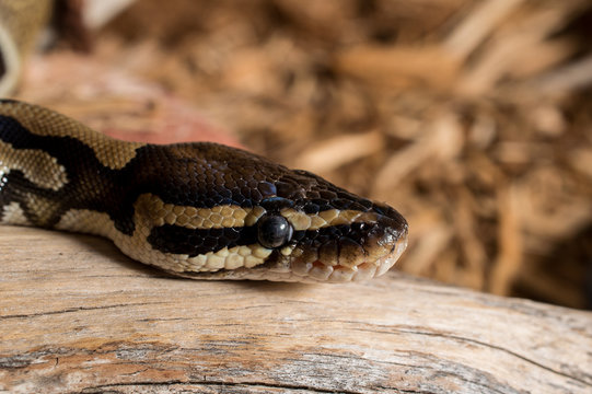 Ball Python Baskin in the Heat