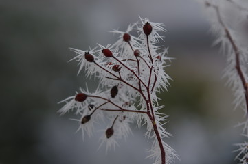 Hagebutten mit fragilem Eis