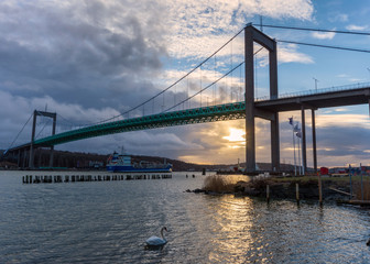 White swan swimming near Suspension bridge at Gothenburg Connecting main land to Industrial area of Hisingen in west coast of Sweden.