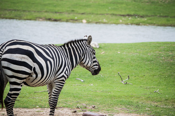 Fototapeta na wymiar Zebra in the spring.