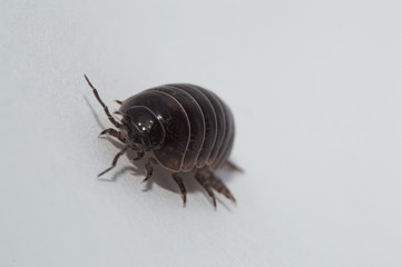 Close-up of a pill bug crawling on the wall