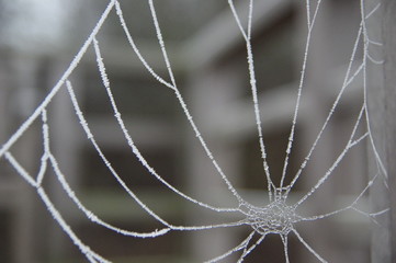 Gefrorenes Spinnennetz
