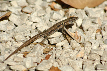 lezard01