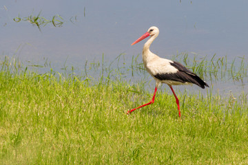 Storch