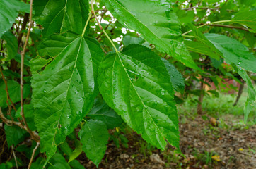 Leaves Of Mulberry Tree (Morus Nigra)