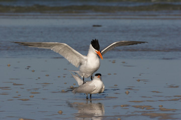 Royal Terns, Thalasseus maximus, engaged in courting and mating behavior on the tidal flats of Fort De Soto State Park, Florida.