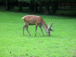 Young red deer (Cervus elaphus) grazing in Białowieża Forest