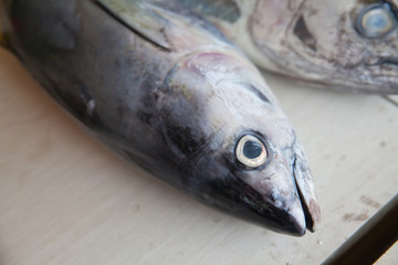 Tuna fish on the counter.