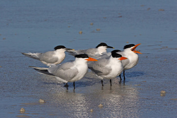 Royal Terns, Thalasseus maximus, and Sandwich Terns, Thalasseus sandvicensis, on the tidal flats of Fort De Soto State Park, Florida.