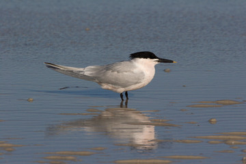Sandwich Tern, Thalasseus sandvicensis, on the beach at Fort De Soto State Park, Florida.