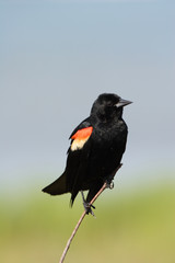 Male Red Winged Blackbird, Agelaius phoeniceus, in Fort De Soto State Park, Florida.