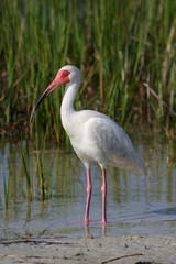 White Ibis, Eudocimus albus, on the tidal flats of Fort De Soto State Park, Florida.