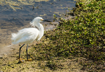 Snowy Egret