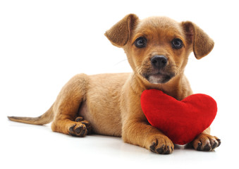 Puppy with heart.