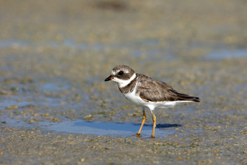 Semipalmated Plover, Charadrius semipalmatus, on the mud flats of Fort De Soto State Park, Florida.