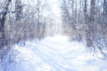 blurred background of forest in the snow in winter