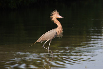 Reddish Egret, Egretta rufescens, on the mud flats of Fort De Soto State Park, Florida.