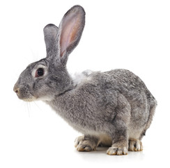 Grey big rabbit.