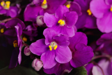 Obraz na płótnie Canvas Flowering Saintpaulias, commonly known as African violet. Selective focus.