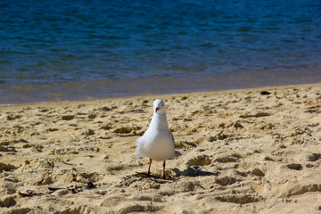 Möve am Strand in Neuseeland