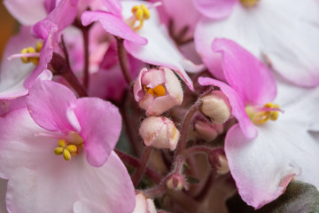 Flowering Saintpaulias, commonly known as African violet. Selective focus.
