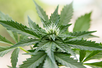 Young cannabis plant. Blured background. Natural medicine.