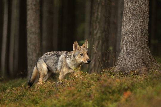 Fototapeta Young Eurasian wolf walk in forest - Canis lupus