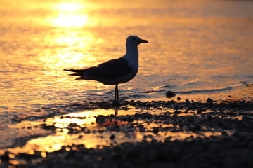 Möwe am Strand