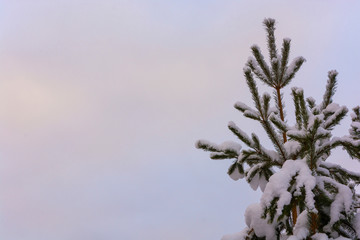 Pine branches covered with white snow against the sky.