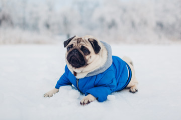 Pug dog lying on snow in park. Puppy wearing winter coat