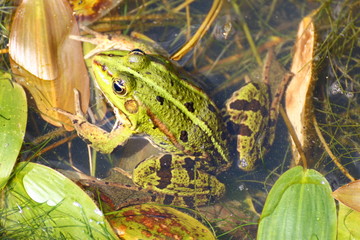 Frog in the Green