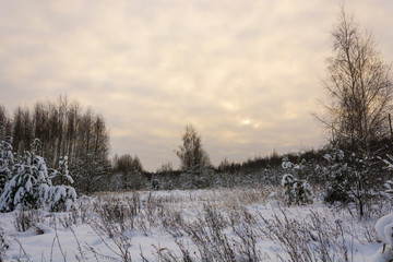 Winter landscape with snow-covered trees on a frosty December day.