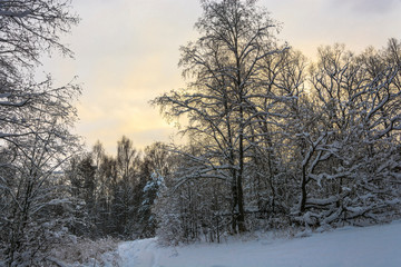 Winter landscape with snow-covered trees on a frosty December day.