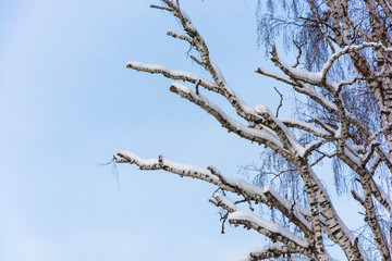 Birch with partially dry branches against the blue sky.