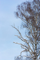 Birch with partially dry branches against the blue sky.