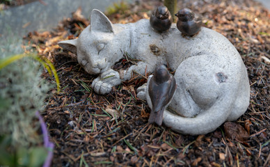 Liegende Katze auf dem Friedhof mit kleinen Spatzen
