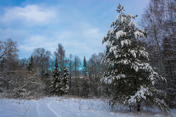 Winter landscape with snow-covered trees on a frosty December day.