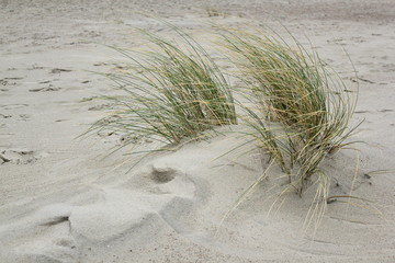 Dunes at the coast of the North Sea