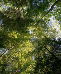 forest canopy